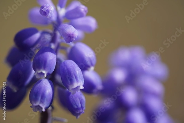 Obraz ムスカリ