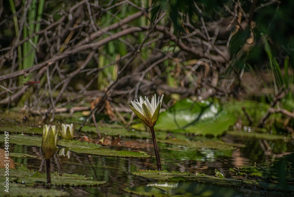 Obraz white water lily