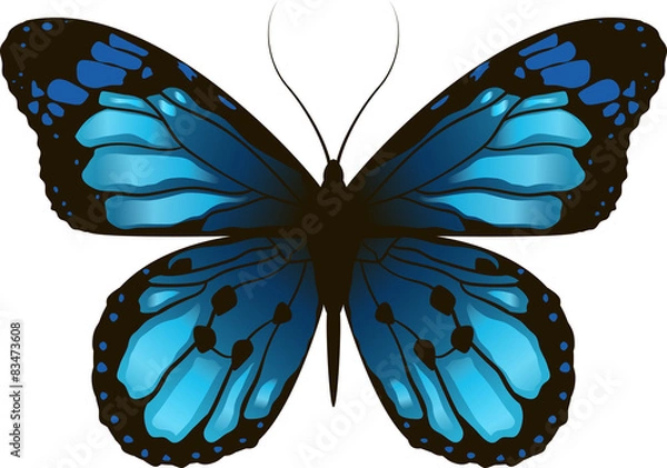 Obraz Morpho Piękny motyl