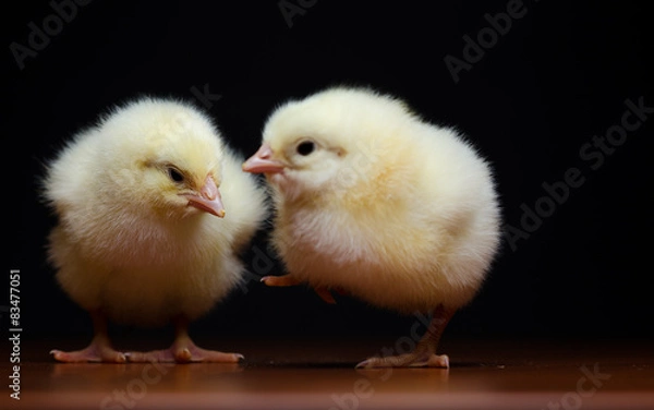 Obraz Two cute baby chicks