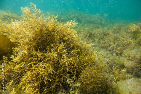 Obraz Algues sous l'eau en Bretagne