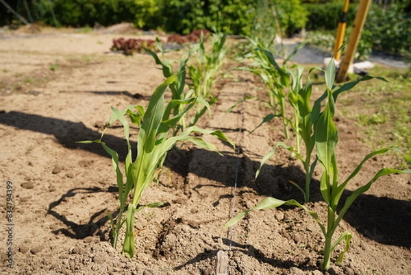 Obraz トウモロコシの苗