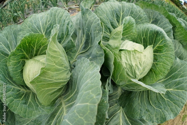 Obraz 春キャベツ