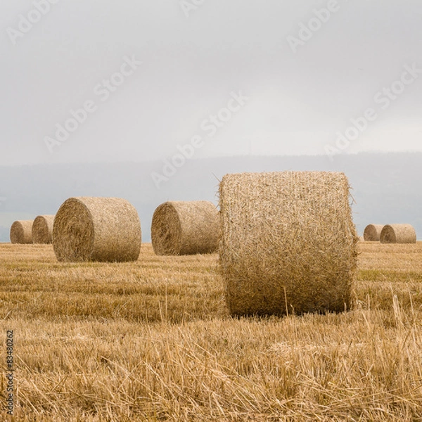 Obraz Straw bales on harvested field