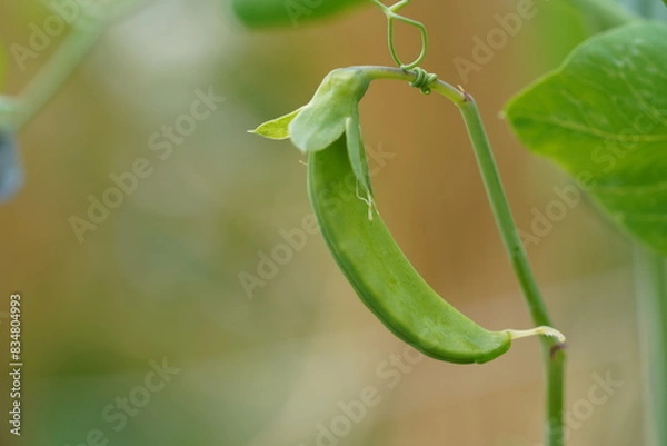 Obraz 絹サヤ
えんどう豆