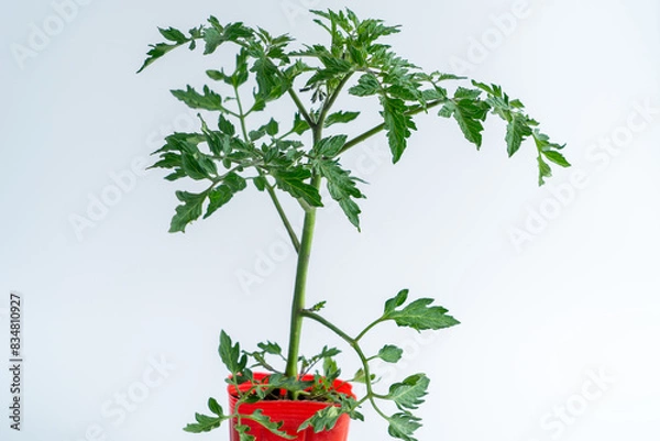 Fototapeta トマトの苗