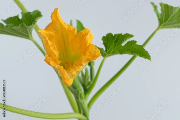 Fototapeta ズッキーニの苗