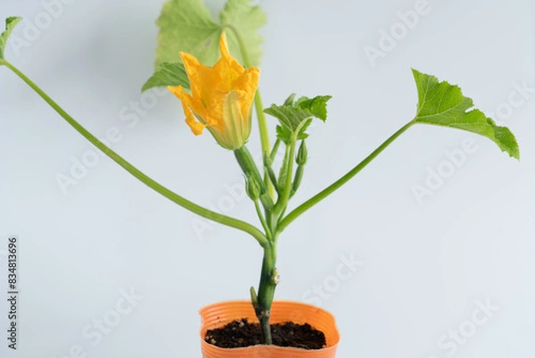 Fototapeta ズッキーニの苗