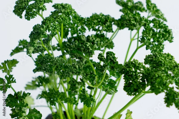 Fototapeta パセリの苗