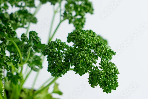 Fototapeta パセリの苗