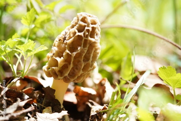 Obraz アミガサタケ