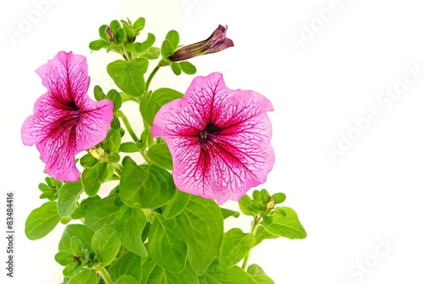 Fototapeta Beautiful pink petunia close up on white background
