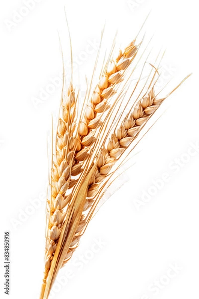 Fototapeta Golden Wheat Ears Isolated on Transparent Background, PNG