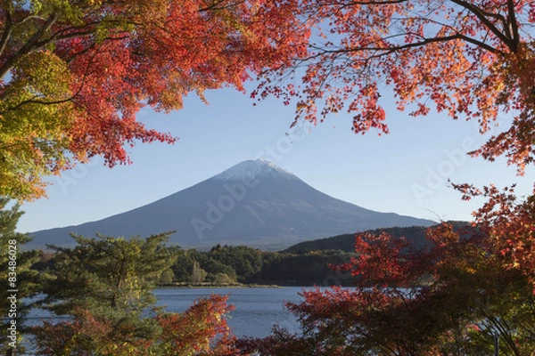Obraz Maple leaves change to autumn color at Mt.Fuji, Japan