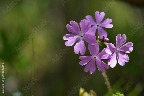 Obraz サクラソウ