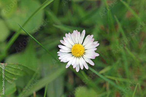 Obraz white daisy flower