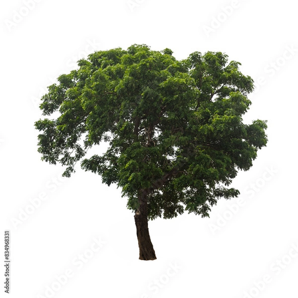 Fototapeta Isolated tree on white background