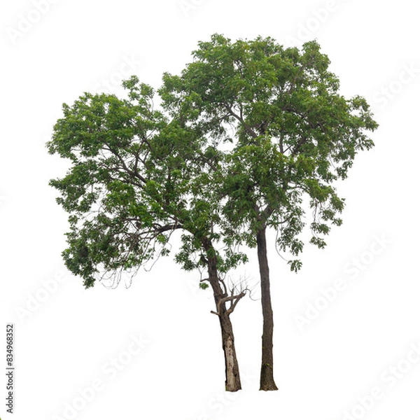 Fototapeta Isolated tree on white background