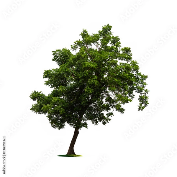 Fototapeta Isolated tree on white background