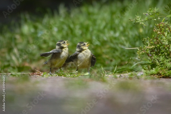 Obraz Vogelgeschwister