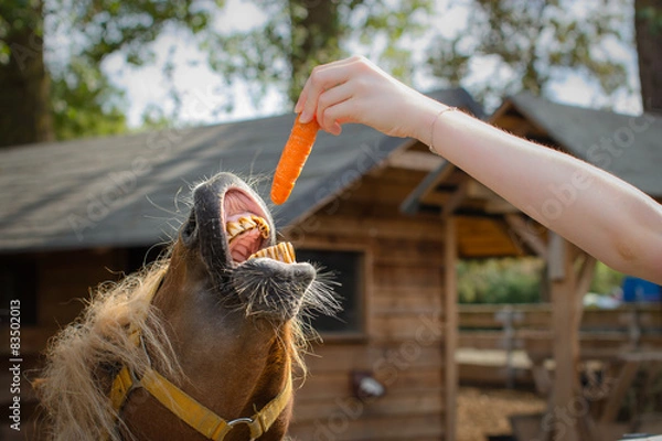 Fototapeta Pony trying to bite a carrot
