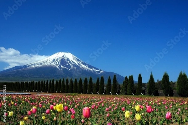 Fototapeta 富士山とチューリップ