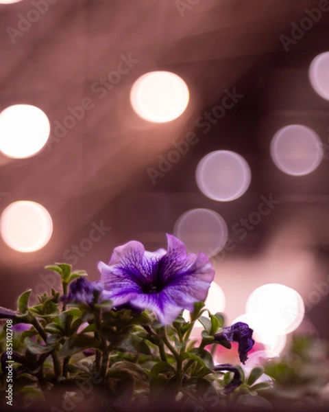 Fototapeta アサガオ