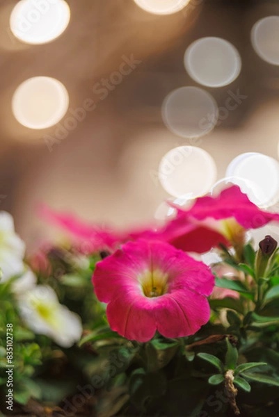 Fototapeta ペチュニア