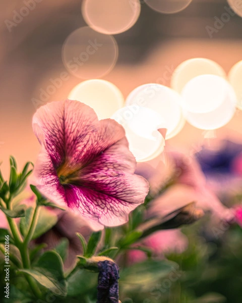 Fototapeta 春のアサガオ