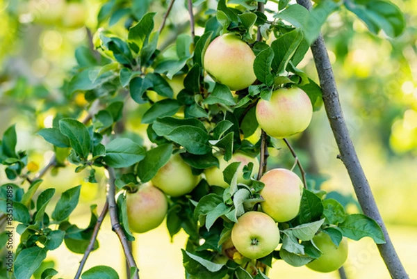 Fototapeta Ripening apples on apple tree branch on warm summer day. Harvesting ripe fruits in an apple orchard. Growing own fruits and vegetables in a homestead.
