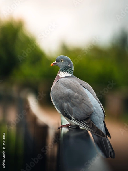 Obraz Big Pigeon