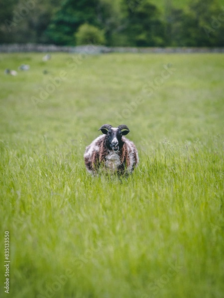 Obraz Sheep in the field