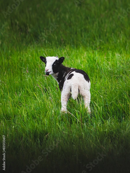 Obraz Baby Lamb