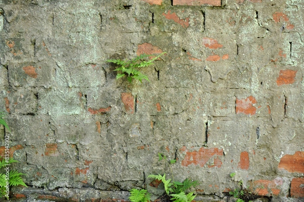 Fototapeta parede com brotos 