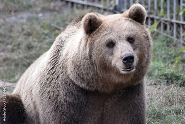 Fototapeta Braunbär