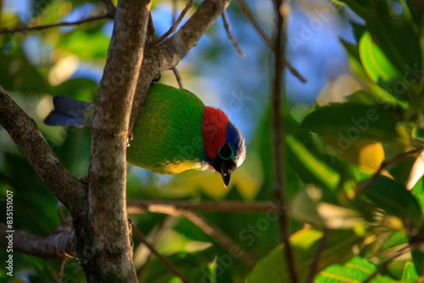 Obraz Saíra militar 