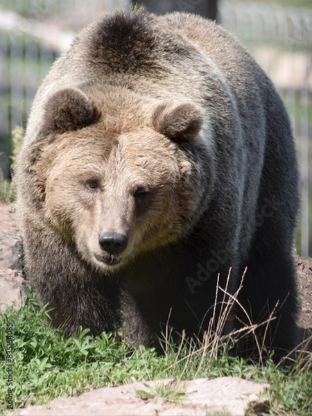 Obraz Braunbär