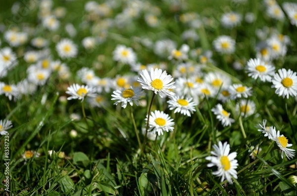 Fototapeta Gänseblümchen