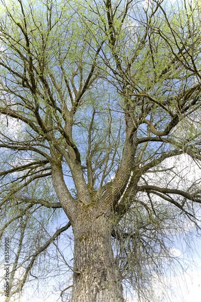 Obraz Old willow tree in springtime