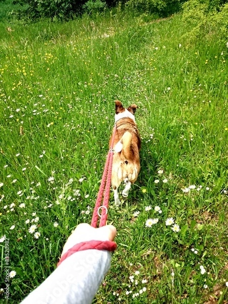Obraz Gassi gehen mit Hund