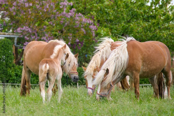 Fototapeta a herd of beautiful Haflinger horses, mares with their cute faols