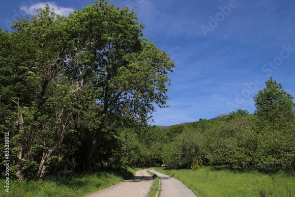 Obraz Un camino rural en la montaña en primavera con árboles verdes