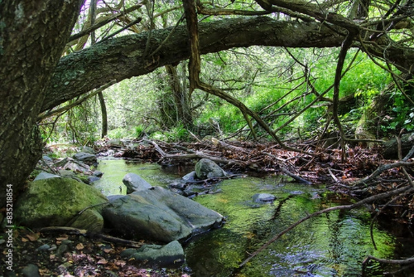 Obraz Unos troncos caídos sobre un río en la montaña