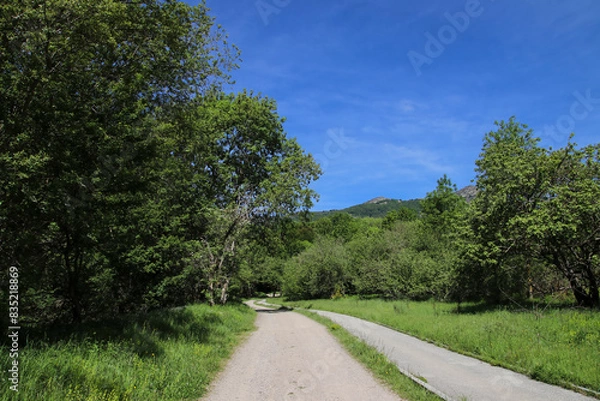 Obraz Un camino discurre por un entorno verde con cielo azul