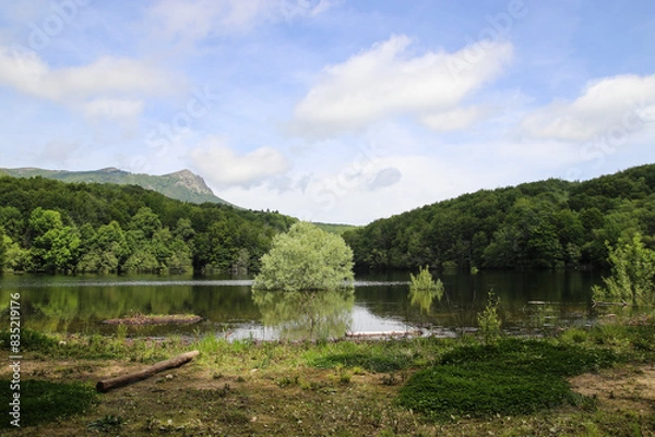 Obraz Un árbol crece en el medio de un lago