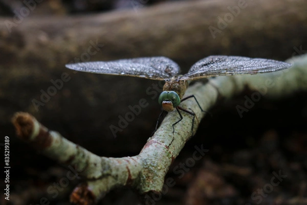 Obraz Una libélula posada en una rama