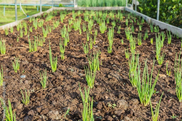 Obraz Onions seedling