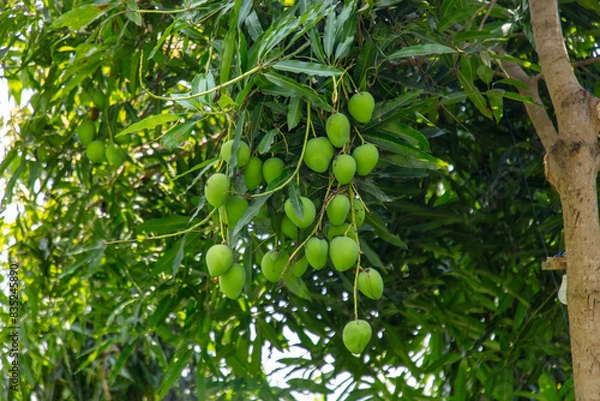 Obraz Green mango fruits on a tree in the tropics