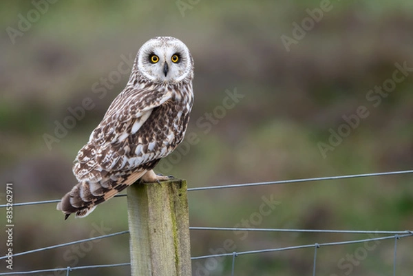 Fototapeta Short-eared owl (Asio flammeus) sitting on a fence post, North Uist, Outer Hebrides, Scotland
