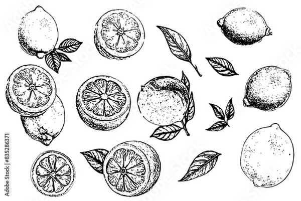 Fototapeta Hand drawn etching lemon with leaves set. Fruit tree branch in sketch style, whole fresh citrus. Vector drawing isolated on white